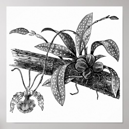 蝶の蘭 ポスター (正面)