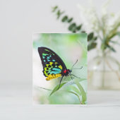 蝶の虹の色 ポストカード (スタンド正面)