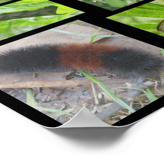 蝶の蛾と毛虫のポスター ポスター (角)