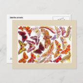 蝶の蛾のヴィンテージはがき |昆虫 ポストカード (正面/裏面)