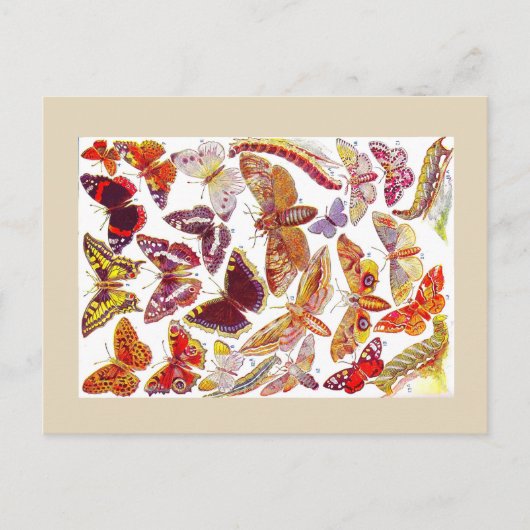 蝶の蛾のヴィンテージはがき |昆虫 ポストカード (正面)