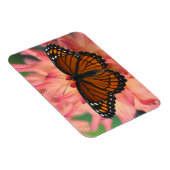 蝶の(昆虫)オオカバマダラ、モナーク マグネット (右側)