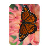 蝶の(昆虫)オオカバマダラ、モナーク マグネット (縦)