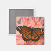 蝶の（昆虫）オオカバマダラ、モナーク マグネット (正面/裏面)