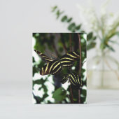 蝶はがきトリオ ポストカード (スタンド正面)