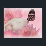 蝶は郵便はがきに接吻します ポストカード<br><div class="desc">美しいユリはこの郵便はがきを承認します!</div>