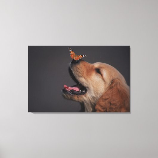 蝶を鼻に付けたゴールデンレトリバー キャンバスプリント (正面)