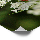 蝶オンクイーンアンズレース ポスター (角)