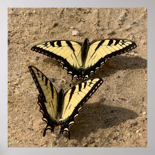 蝶オンビーチ ポスター (正面)