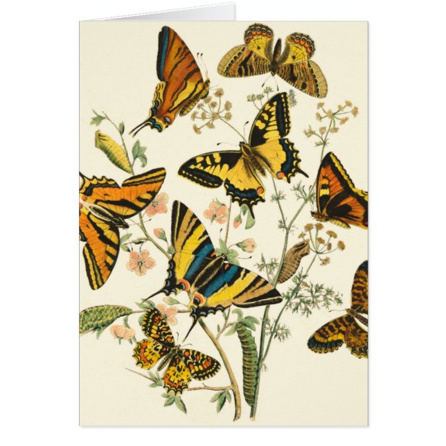 蝶カラフルと毛虫の集まり (正面)