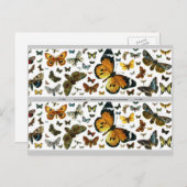 蝶カラフル古写真ブックマーク ポストカード (正面/裏面)