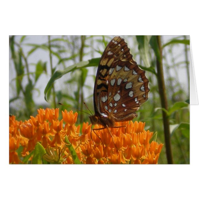 蝶カード(中ブランク) (正面横)