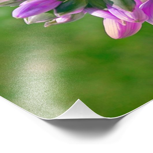 蝶キス フォトプリント            (角)