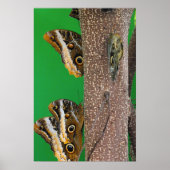 蝶キス ポスター (正面)