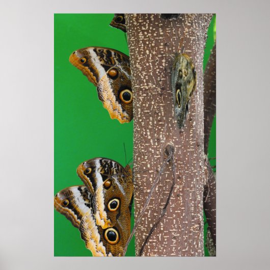 蝶キス ポスター (正面)