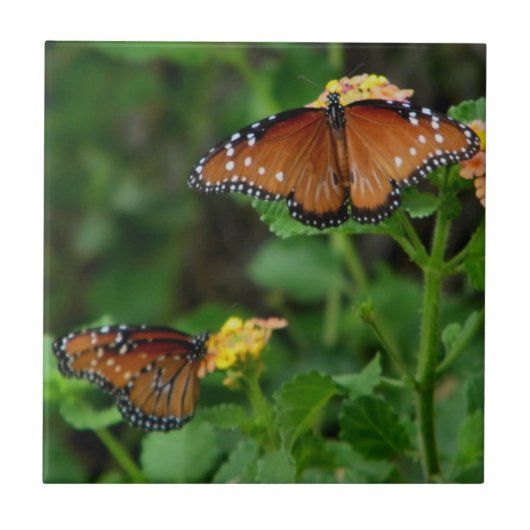 蝶クイーン タイル (正面)