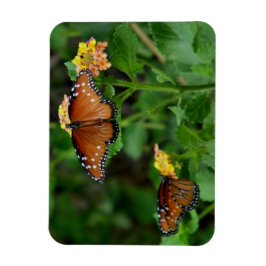 蝶クイーン マグネット