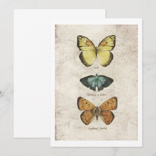 蝶コレクション 招待状 (正面/裏面)
