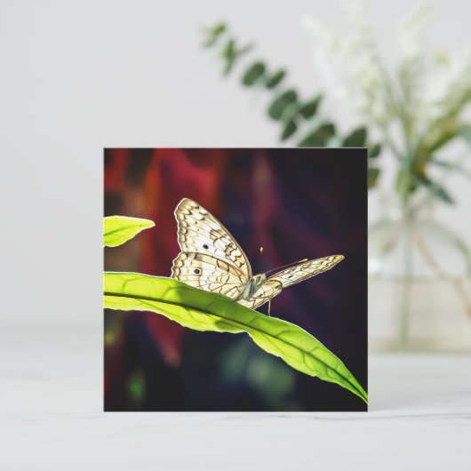 蝶サンキューカード (スタンド正面)