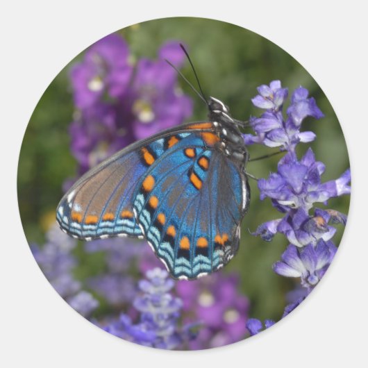 蝶シール#1 ラウンドシール (正面)