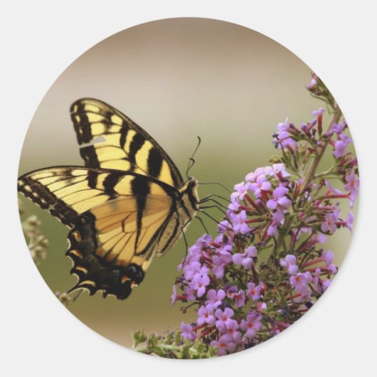 蝶ステッカー ラウンドシール (正面)