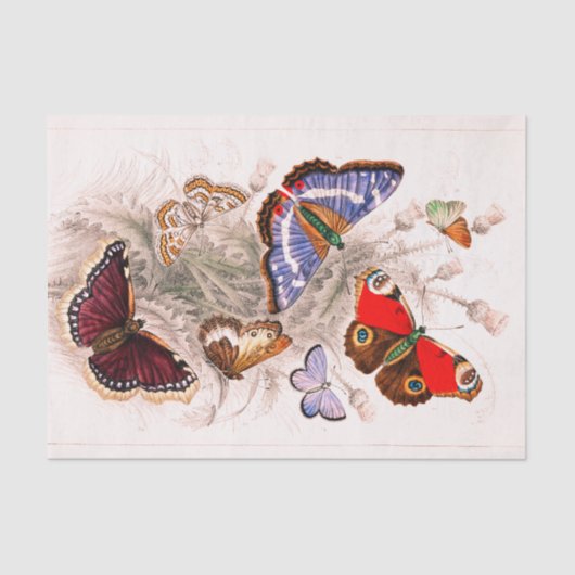 蝶ティッシュペーパー 薄葉紙 (正面)