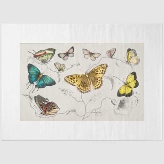 蝶デコページ紙 薄葉紙 (正面)