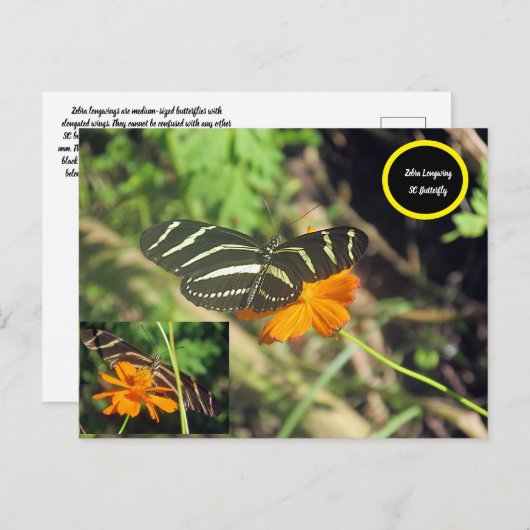 蝶ハガキ ポストカード (正面/裏面)