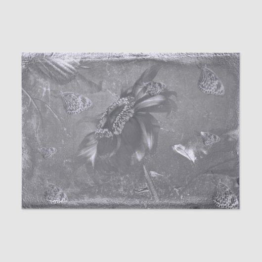 蝶ヒマワリ白黒ヴィンテージ陰性 薄葉紙 (正面)