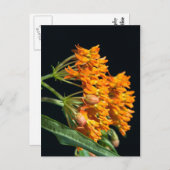 蝶ミルクウィードの小花と黒の芽 ポストカード (正面/裏面)