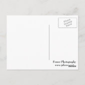 蝶ミルクウィードの小花と黒の芽 ポストカード (裏面)