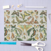 蝶ヴィンテージアンティーク蝶アート 薄葉紙 (クラフト)