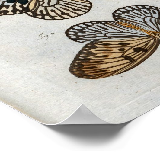 蝶ヴィンテージプリントのダウンロード ポスター (角)