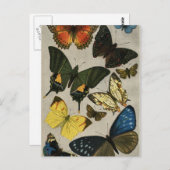 蝶ヴィンテージ1904 ポストカード (正面/裏面)