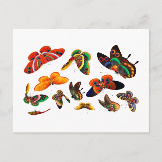 蝶中国の虫絵画清朝 ポストカード (正面)