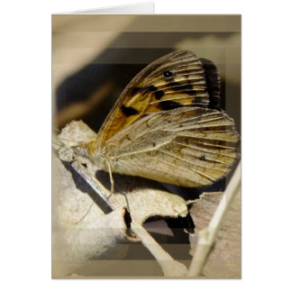 蝶夢を見ること