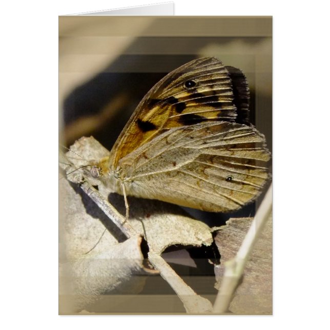 蝶夢を見ること (正面)