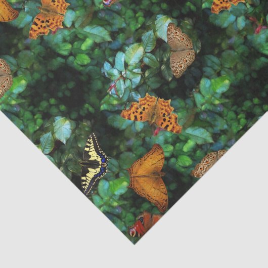 蝶庭 薄葉紙 (詳細)