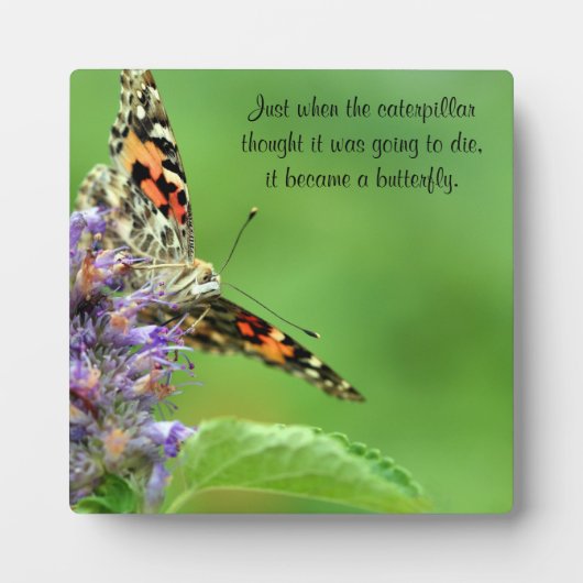 蝶形変態 フォトプラーク (正面)