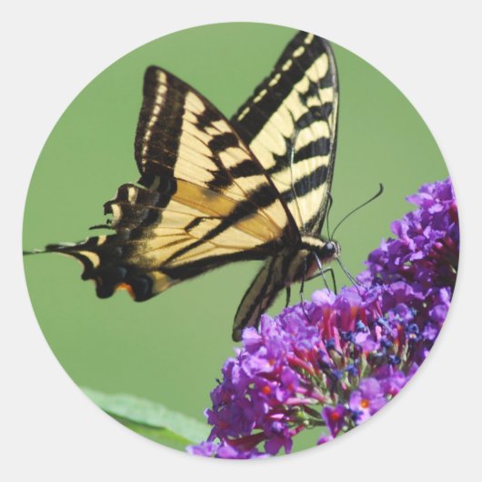 蝶忙しのステッカー ラウンドシール (正面)