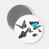 蝶数々の々 マグネット (正面/裏面)