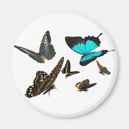 蝶数々の々 マグネット (正面)