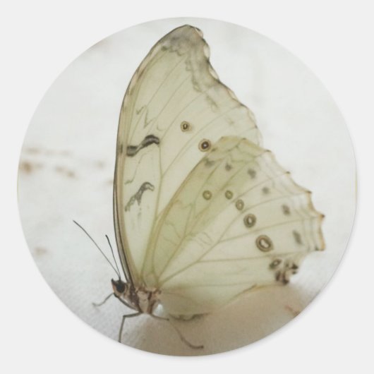 蝶澄ん印/ラベル/シール ラウンドシール (正面)