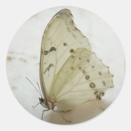 蝶澄ん印/ラベル/シール ラウンドシール