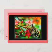 蝶素晴らし葉書 ポストカード (正面/裏面)