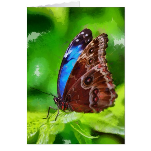 蝶絵画虫 (正面)