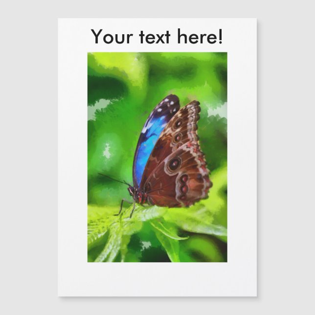 蝶絵画虫 (正面)