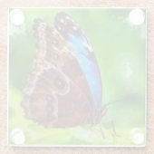 蝶絵画虫 ガラスコースター (裏面)