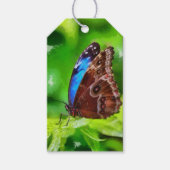 蝶絵画虫 ギフトタグ (正面)