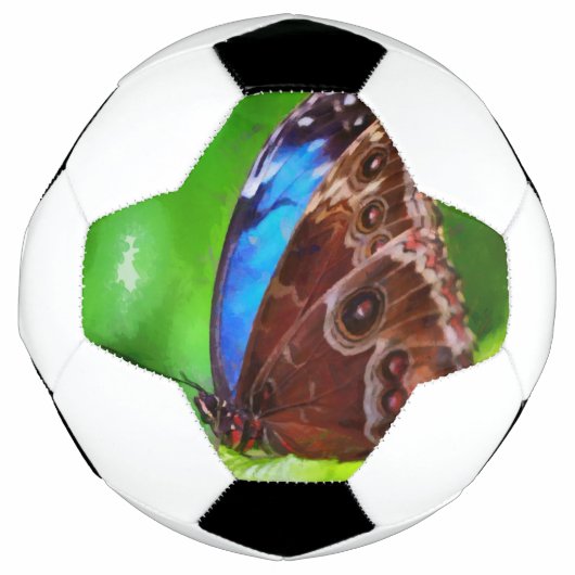 蝶絵画虫 サッカーボール (正面)